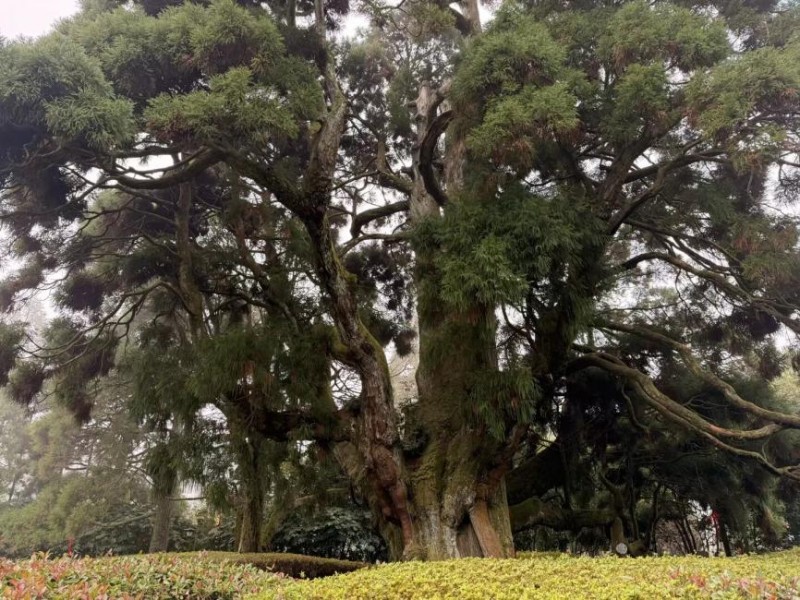 鼓岭寻踪承文脉，青春聚力传闽韵——福建江夏学院师生赴福州鼓岭开展社会实践活动